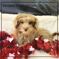 Ginger, a female Cockapoo for sale in Texarkana, TX – Photo 7 of 10