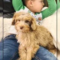 Ginger, a female Cockapoo for sale in Texarkana, TX – Photo 4 of 10