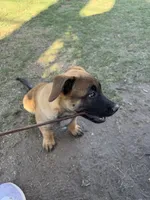 June bear, a female Belgian Malinois and Labrador Retriever for sale in Garden Grove, CA – 5 of 8