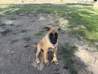 June bear, a female Belgian Malinois and Labrador Retriever for sale in Garden Grove, CA – 4 of 8