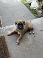Bear, a male Belgian Malinois and Labrador Retriever for sale in Garden Grove, CA – 2 of 4