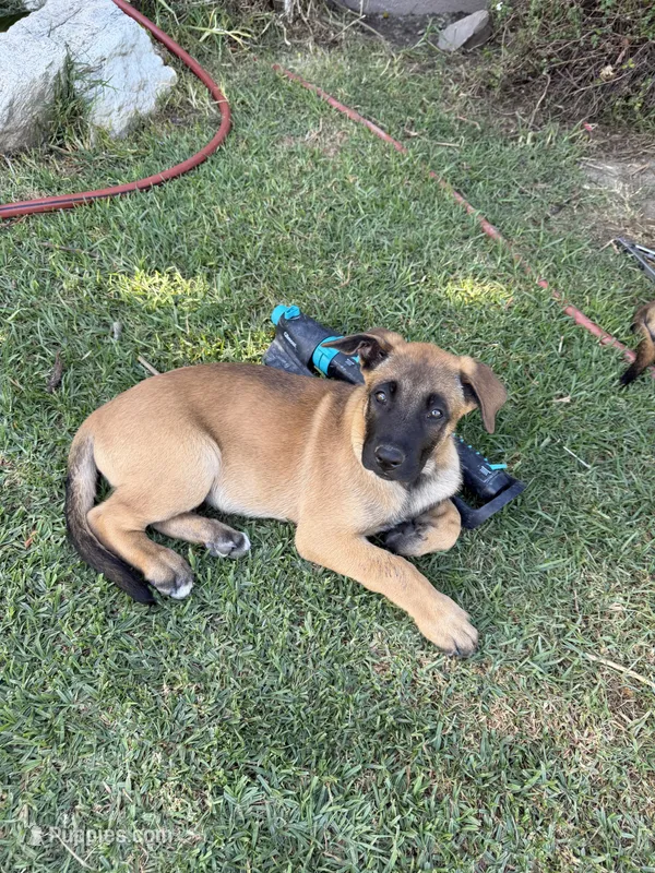 June bear – Belgian Malinois, Labrador Retriever puppy for sale in Garden Grove, CA