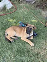 June bear, a female Belgian Malinois and Labrador Retriever for sale in Garden Grove, CA – 1 of 8