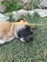 June bear, a female Belgian Malinois and Labrador Retriever for sale in Garden Grove, CA – 6 of 8