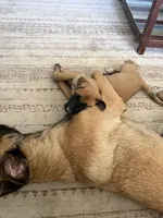 June bear, a female Belgian Malinois and Labrador Retriever for sale in Garden Grove, CA – 5 of 6