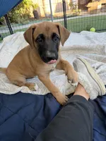 June bear, a female Belgian Malinois and Labrador Retriever for sale in Garden Grove, CA – 1 of 6