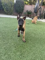 Sweet pea, a female Belgian Malinois for sale in Garden Grove, CA – 1 of 7