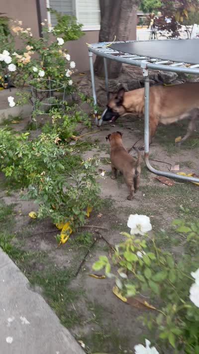 Bear, a male Belgian Malinois and Labrador Retriever for sale in Garden Grove, CA – 4 of 4