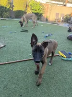 Sweet pea, a female Belgian Malinois for sale in Garden Grove, CA – 5 of 7