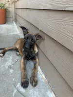 Sweet pea, a female Belgian Malinois for sale in Garden Grove, CA – 2 of 7