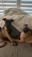 Sweet pea, a female Belgian Malinois for sale in Garden Grove, CA – 6 of 7
