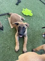 June bear, a female Belgian Malinois and Labrador Retriever for sale in Garden Grove, CA – 3 of 8