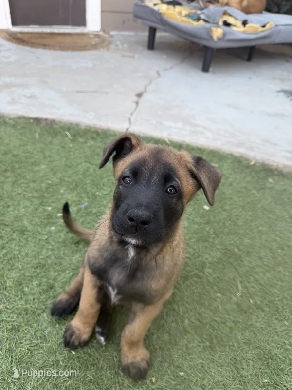 Bear – Belgian Malinois, Labrador Retriever puppy for sale in Garden Grove, CA