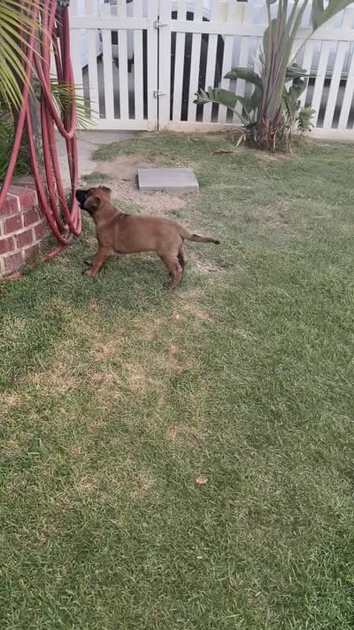 Bear, a male Belgian Malinois and Labrador Retriever for sale in Garden Grove, CA – 3 of 4
