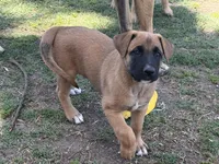 June bear, a female Belgian Malinois and Labrador Retriever for sale in Garden Grove, CA – 4 of 6