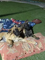 Sweet pea, a female Belgian Malinois for sale in Garden Grove, CA – 3 of 7