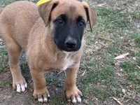 June bear, a female Belgian Malinois and Labrador Retriever for sale in Garden Grove, CA – 2 of 6
