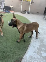 Sweet pea, a female Belgian Malinois for sale in Garden Grove, CA – 4 of 7