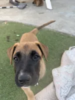 June bear, a female Belgian Malinois and Labrador Retriever for sale in Garden Grove, CA – 3 of 6