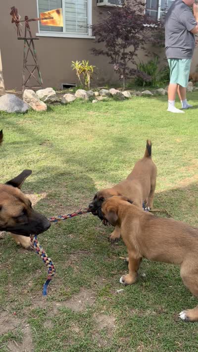 June bear, a female Belgian Malinois and Labrador Retriever for sale in Garden Grove, CA – 6 of 6