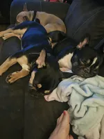 Zeke, a male French Bulldog for sale in Roseville, CA – Photo 2 of 2