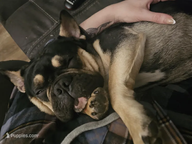 Zeke – French Bulldog puppy for sale in Roseville, CA