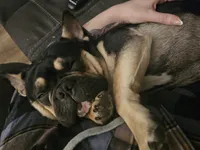 Zeke, a male French Bulldog for sale in Roseville, CA – Photo 1 of 2