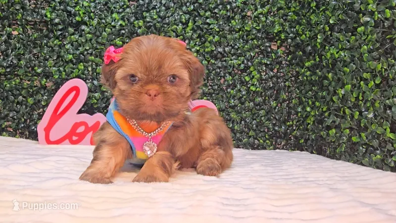 Ozzy – Shih Tzu puppy for sale in Turlock, CA