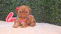 Ozzy, a female Shih Tzu for sale in Turlock, CA – 1 of 5