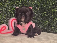 Panda, a female Shih Tzu for sale in Turlock, CA – 3 of 6