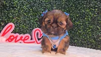 Molly, a female Shih Tzu for sale in Turlock, CA – 4 of 5