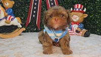 Walter, a male Shih Tzu for sale in Turlock, CA – 9 of 9