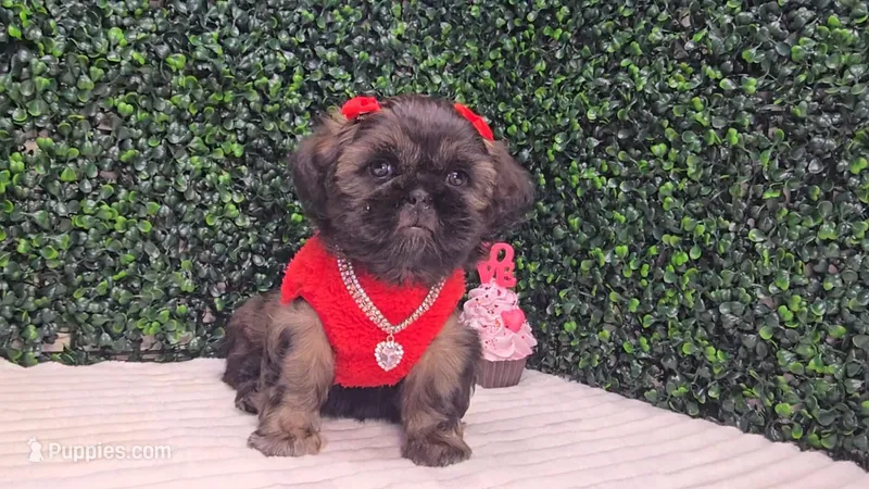 Dory AKC – Shih Tzu puppy for sale in Turlock, CA