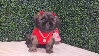 Dory AKC, a female Shih Tzu for sale in Turlock, CA – 6 of 6