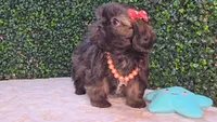 Abby, a female Shih Tzu for sale in Turlock, CA – 6 of 7