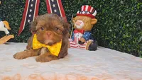 Walter, a male Shih Tzu for sale in Turlock, CA – 4 of 9