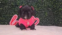 Panda, a female Shih Tzu for sale in Turlock, CA – 5 of 6