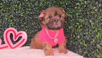 Chloe, a female Shih Tzu for sale in Turlock, CA – 4 of 6