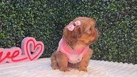 Abby, a female Shih Tzu for sale in Turlock, CA – 4 of 6
