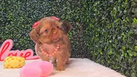 Abby, a female Shih Tzu for sale in Turlock, CA – 3 of 6