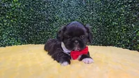 Charlie, a male Shih Tzu for sale in Turlock, CA – 3 of 3