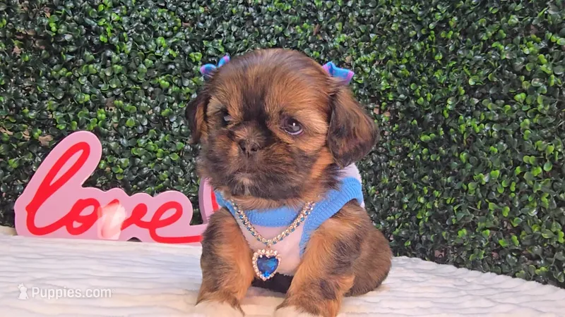 Molly – Shih Tzu puppy for sale in Turlock, CA