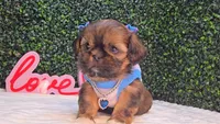 Molly, a female Shih Tzu for sale in Turlock, CA – 1 of 5