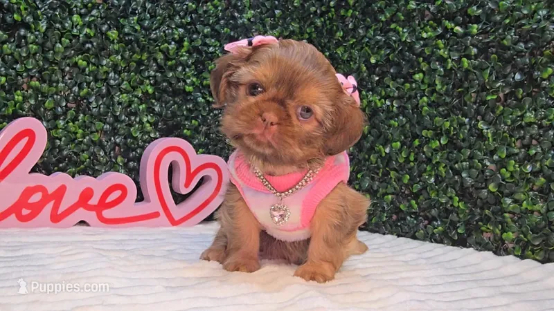 Abby – Shih Tzu puppy for sale in Turlock, CA
