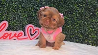 Abby, a female Shih Tzu for sale in Turlock, CA – 1 of 6