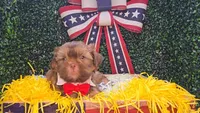 Charlie, a male Shih Tzu for sale in Turlock, CA – 4 of 9