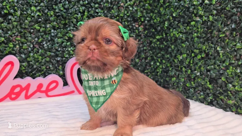 Abby – Shih Tzu puppy for sale in Turlock, CA