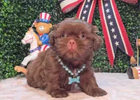 Bruno, a male Shih Tzu for sale in Turlock, CA – 2 of 5