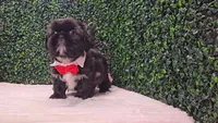 Scout AKC, a male Shih Tzu for sale in Turlock, CA – 5 of 6