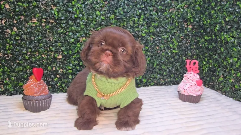Zeus – Shih Tzu puppy for sale in Turlock, CA